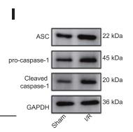 Cleaved-Caspase 1 (Asp296), p20 Antibody - Fig.
