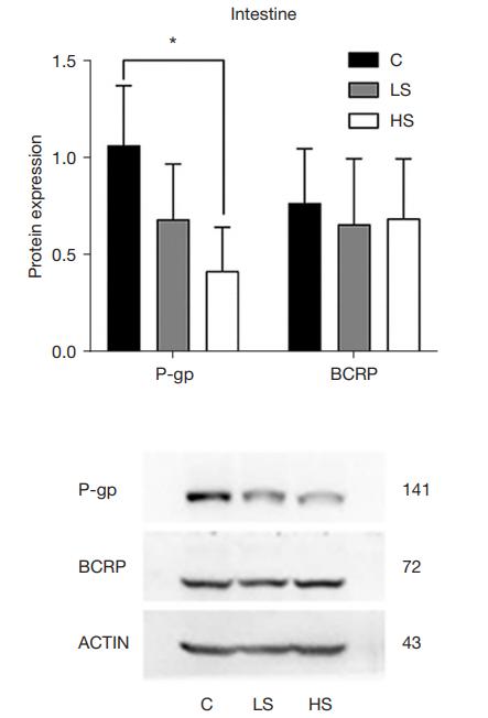 beta Actin Antibody - Figure 3| Protein expression ratio of P-gp and BCRP in the intestines (A) and liver (B).