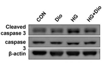 beta Actin Antibody - Fig.