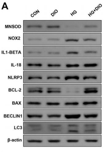 IL1 beta Antibody - Fig.