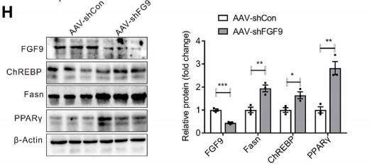 beta Actin Antibody - FIGURE 2 | Knockdown of FGF9 in the liver of DIO mice exacerbated fatty liver phenotype.