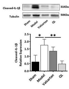Cleaved-IL-1 beta (Asp116) Antibody - FIGURE 6
QL inhibits inflammasome generation in HF (A) Western blot analysis of NLRP3, ASC, caspase-1, and cleaved-IL-1β protein expression in the cardiac tissue.