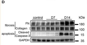 Collagen I Antibody - Fig.
