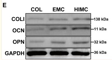 Collagen I Antibody - FIGURE 3
Osteogenic differentiation capacity of BMSCs cultured on different membranes.