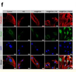 Collagen I Antibody - Fig.