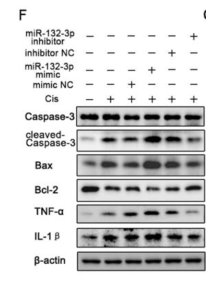 TNF alpha Antibody - Fig.