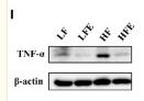 TNF alpha Antibody - Figure 2
ESPs supplementation suppressed microglial activation and inflammation in the hippocampus and prefrontal cortex of HF diet-induced obese mice.