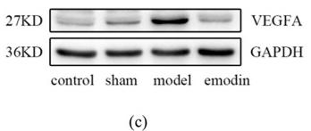 GAPDH Antibody - Figure 9
Effects of emodin on VEGF-A expression in MCAO rats.