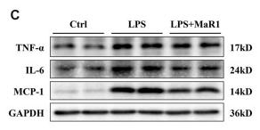 TNF alpha Antibody - FIGURE 2
MaR1 inhibited inflammation and renal cell apoptosis in lipopolysaccharide (LPS)-induced S-AKI mice.