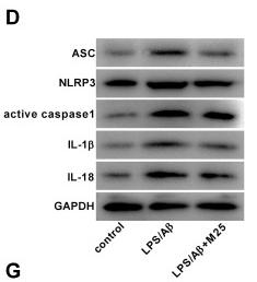 Caspase 1 Antibody - Figure 5
Milrinone diminishes the secretion of inflammatory cytokines and inhibits the formation of NLRP3 inflammasomes.