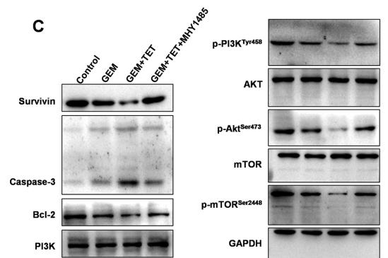 Bcl-2 Antibody - Fig.