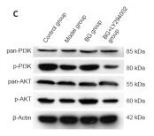 PI3K p85 alpha Antibody - Figure 6
Effect of BG on PI3K/Akt signaling with respect to restoring the blood-spinal cord barrier and to anti-apoptosis in SH-SY5Y cells.