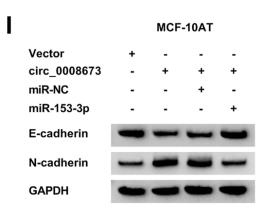 GAPDH Antibody - Fig.