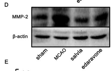 MMP2 Antibody - Fig.