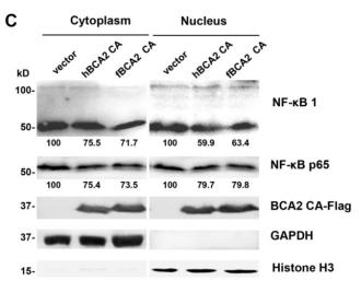 NF-kB p65 Antibody - FIGURE 5 | Feline and human BCA2 restrict HIV-1 transcription by preventing HIV-1-induced activation of NF-κB.