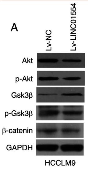 Phospho-AKT1/2/3 (Ser473) Antibody - Figure 8.