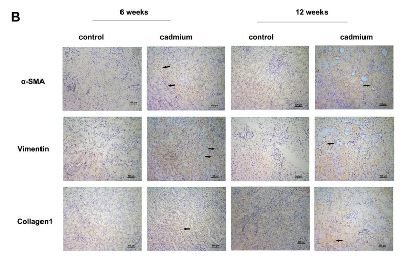 Collagen I Antibody - Fig.