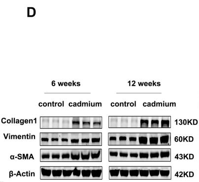 Collagen I Antibody - Fig.