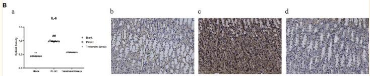 IL6 Antibody - Figure 7
Comparison of expression levels of Smo, IL-6, and IL-8 protein in the gastric tissue of rats in different groups.