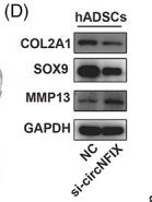 GAPDH Antibody - FIGURE 2
CircNFIX maintained hADSC chondrogenesis and prevented chondrocyte degeneration.
