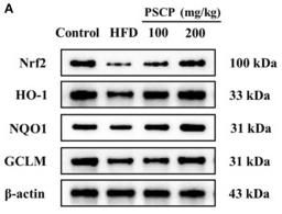 beta Actin Antibody - Figure 4
Effect of PSCP on Nrf2-mediated antioxidant response in HFD-fed mice.