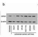 beta Actin Antibody - Figure 1.