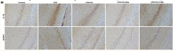 NLRP3 Antibody - Figure 3
Effects of Ori, autophagy agonist Rap and autophagy inhibitor 3-MA on NLRP3 inflammasome in LPS-induced depression mouse models.