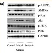 PI3K p85 alpha Antibody - FIGURE 4
Effects of surfactin on key protein in insulin signaling pathway in IR‐HepG2 cells.