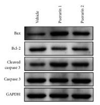 GAPDH Antibody - Figure 4
Puerarin treatment activates cell apoptosis and related proteins, while suppressing IL-6, TNF-α, and CA125 levels and modulating CD3+CD4+CD3+/CD8+ T lymphocyte percentages in OC tumor-bearing Fischer 344 rats.