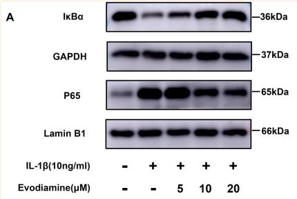 GAPDH Antibody - FIGURE 5
Evodiamine exerts anti-inflammatory effects in OA by modulating the NF-κB pathway.