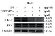 ERK1/2 Antibody - Figure 5
WKYMVm inhibited the ERK1/2 and NF-κB p65 signaling pathways and affected the p38 signaling pathway in microglial cells.