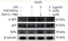 NF-kB p65 Antibody - Figure 5
WKYMVm inhibited the ERK1/2 and NF-κB p65 signaling pathways and affected the p38 signaling pathway in microglial cells.