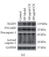 NLRP3 Antibody - Figure 5
CN alleviated inflammatory response of H.