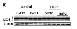 LC3B Antibody - Fig.