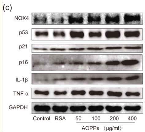 TNF alpha Antibody - Figure 2
AOPPs up-regulate NOX4 expression, induce senescence in AF cells, and increase the secretion of senescence-associated inflammatory proteins.