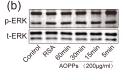 ERK1/2 Antibody - Figure 5
AOPPs induce AF cell senescence by activating phosphorylation of MAPK.