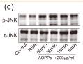 Phospho-JNK1/2/3 (Thr183+Tyr185) Antibody - Figure 5
AOPPs induce AF cell senescence by activating phosphorylation of MAPK.