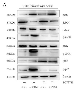 NF-kB p65 Antibody - Fig.