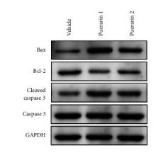 Bcl-2 Antibody - Figure 4
Puerarin treatment activates cell apoptosis and related proteins, while suppressing IL-6, TNF-α, and CA125 levels and modulating CD3+CD4+CD3+/CD8+ T lymphocyte percentages in OC tumor-bearing Fischer 344 rats.