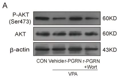 Phospho-AKT1/2/3 (Ser473) Antibody - Fig.