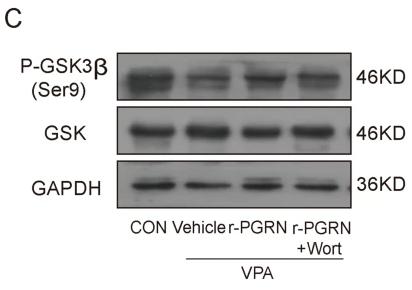GAPDH Antibody - Fig.