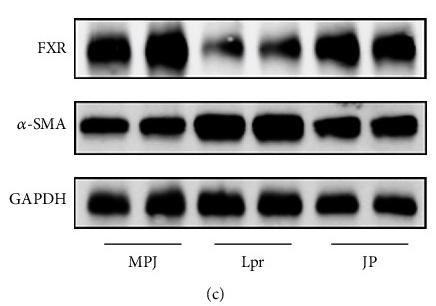 GAPDH Antibody - Figure 7
JP can increase FXR expression to suppress α-SMA expression at the transcriptional and protein levels.