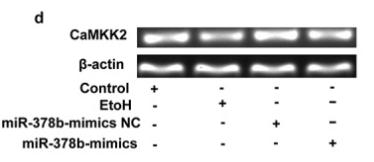 beta Actin Antibody - Figure 3.