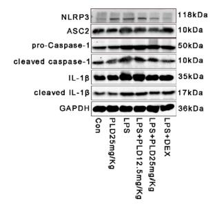 Cleaved-IL-1 beta (Asp116) Antibody - Fig.
