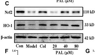 beta Actin Antibody - Figure 5
Effects of PAL and Col (1 µM) on NF-κB/NLRP3 and Nrf2 signaling pathways in LPS plus MSU-activated THP-1 cells.