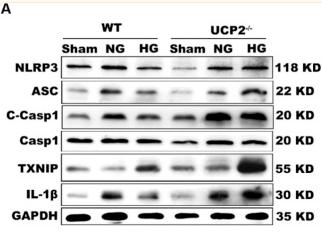 Cleaved-Caspase 1 (Asp296), p20 Antibody - Fig.