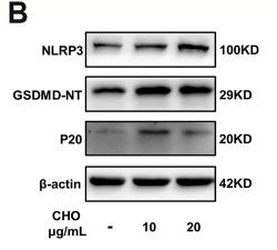 Cleaved-Caspase 1 (Asp296), p20 Antibody - FIGURE 3
Cholesterol triggers pyroptosis in rat NP cells.