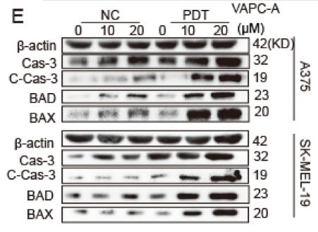 beta Actin Antibody - Fig.