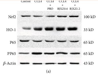 NF-kB p65 Antibody - Figure 7
Effects of BJXZ pills on liver p65, P-p65, Nrf2, and HO-1 expression in rats with hepatic fibrosis.