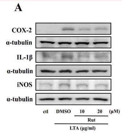 IL1 beta Antibody - Figure 2
Effects of Rut on the expression of cyclooxygenase-2 (COX-2), interleukin-1 beta (IL-1β), and inducible nitric oxide synthase (iNOS) in LTA-stimulated RAW cells.